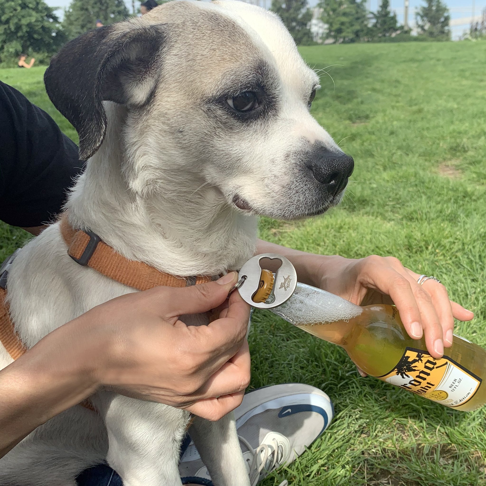Hund mit Halsband-Flaschenöffner sitzt auf der Wiese
