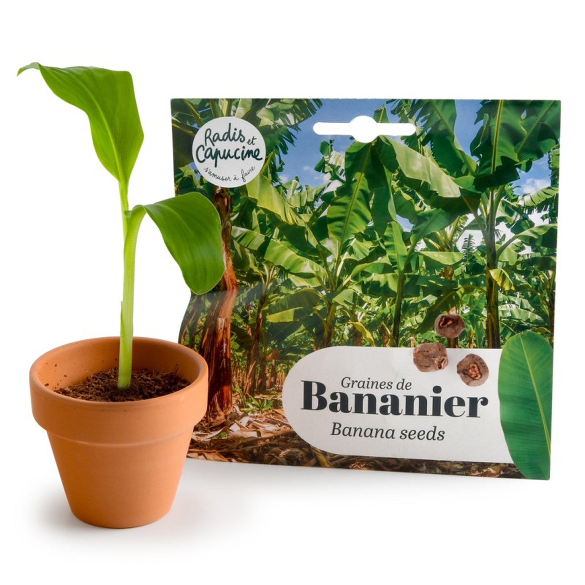 Banana seedling in terracotta pot next to seed pack – Radis et Capucine
