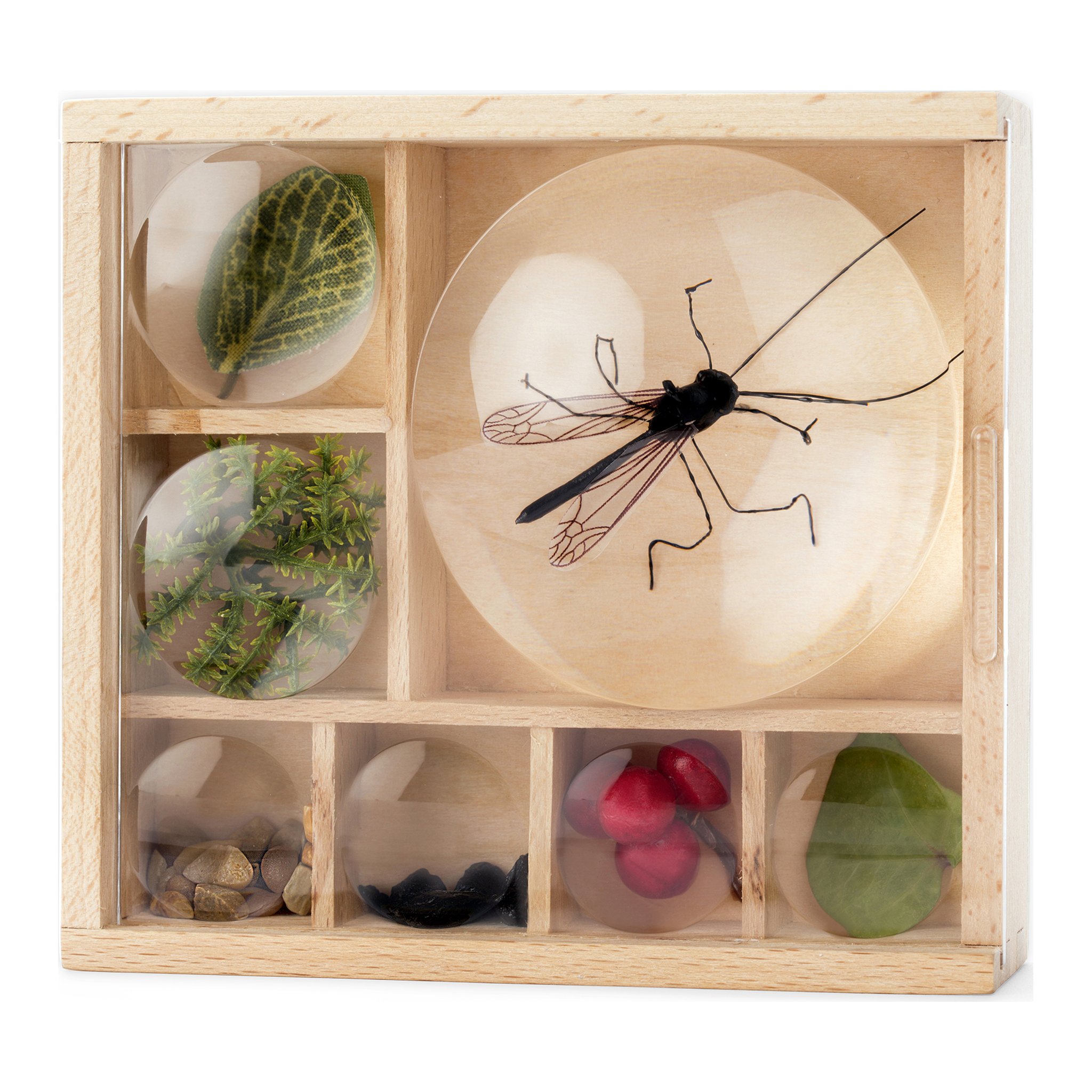 Boîte à insectes avec insecte sous la loupe et trouvailles dans les compartiments