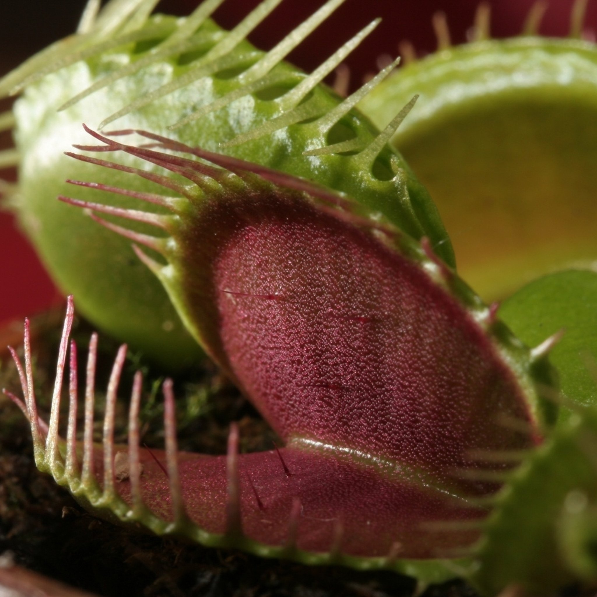 Venus Flytrap Seeds