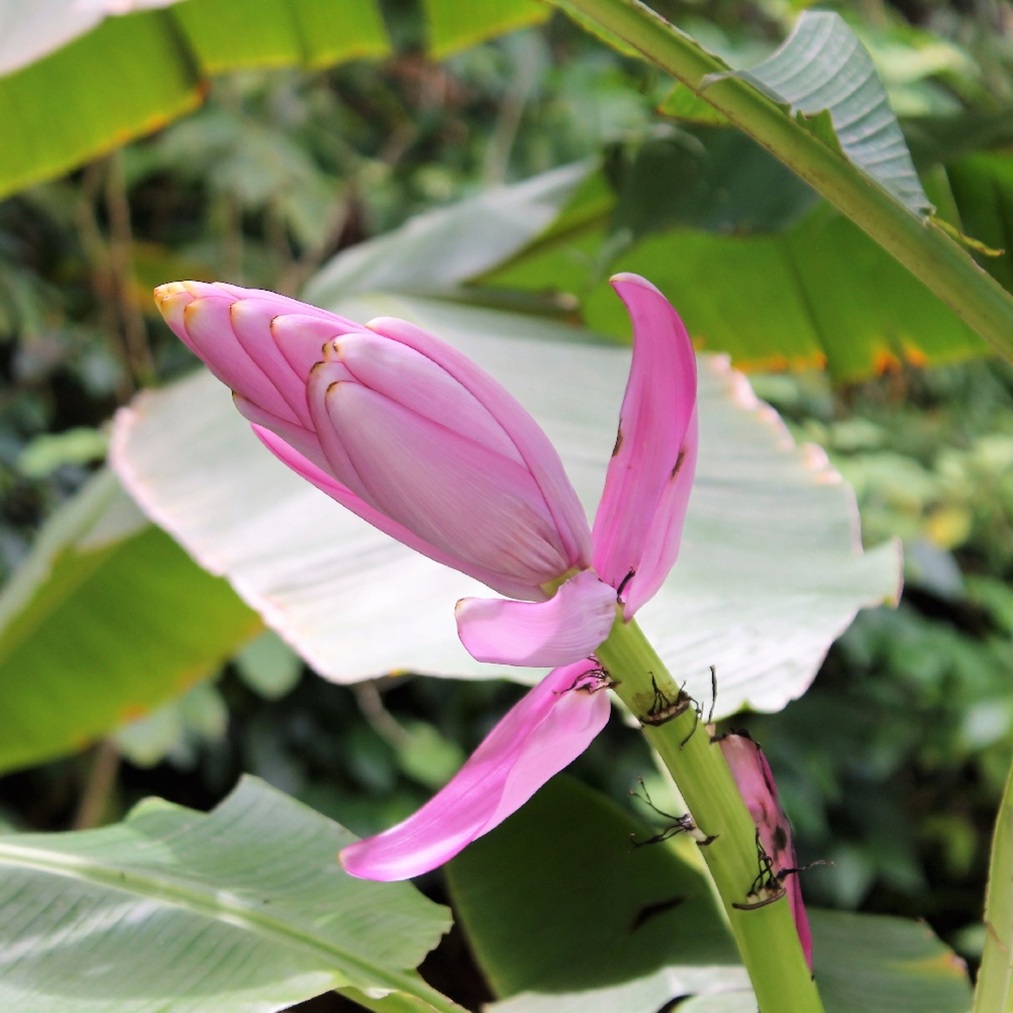 Pink Banana Seeds — Hairy Banana