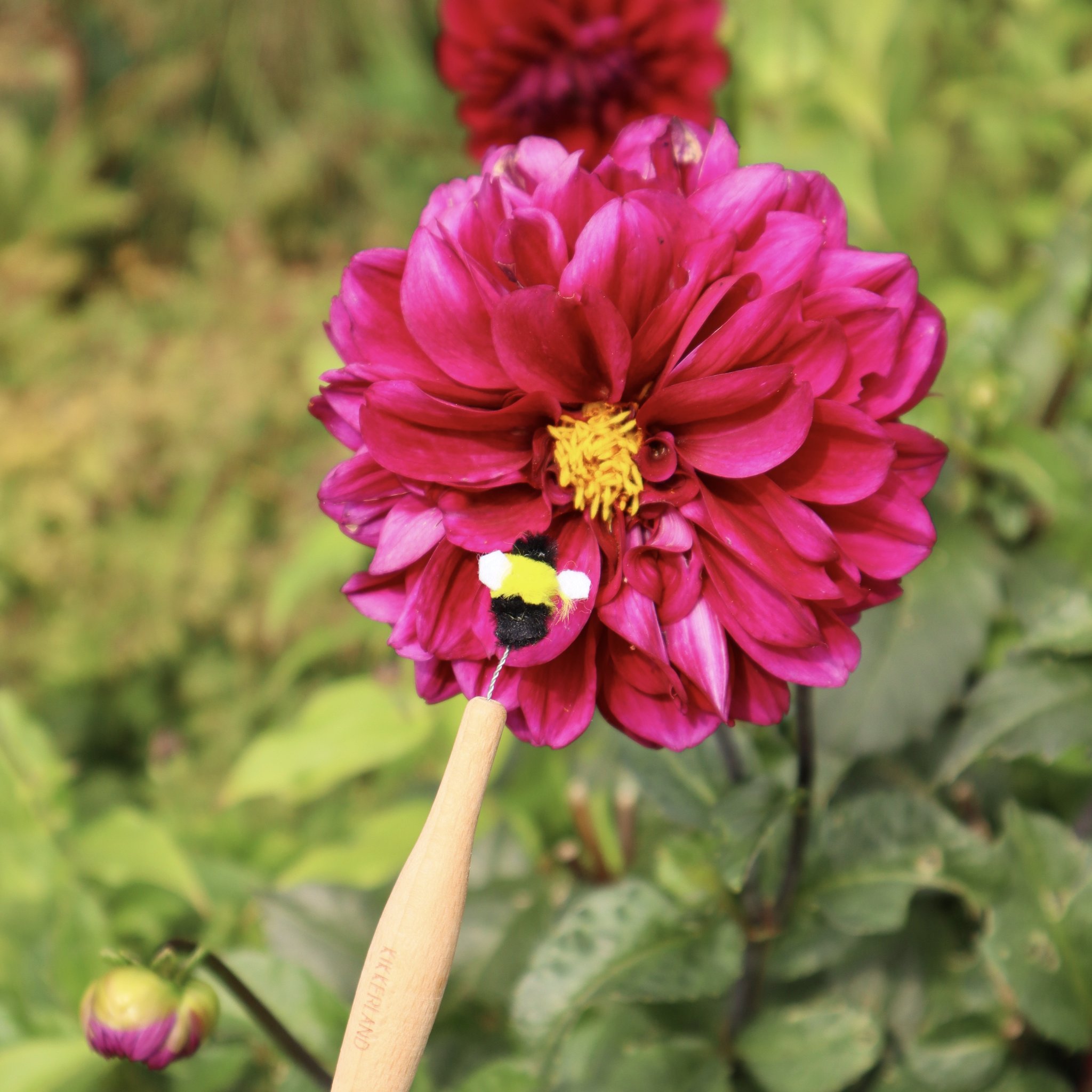 Baguette de pollinisation sur un dahlia rose