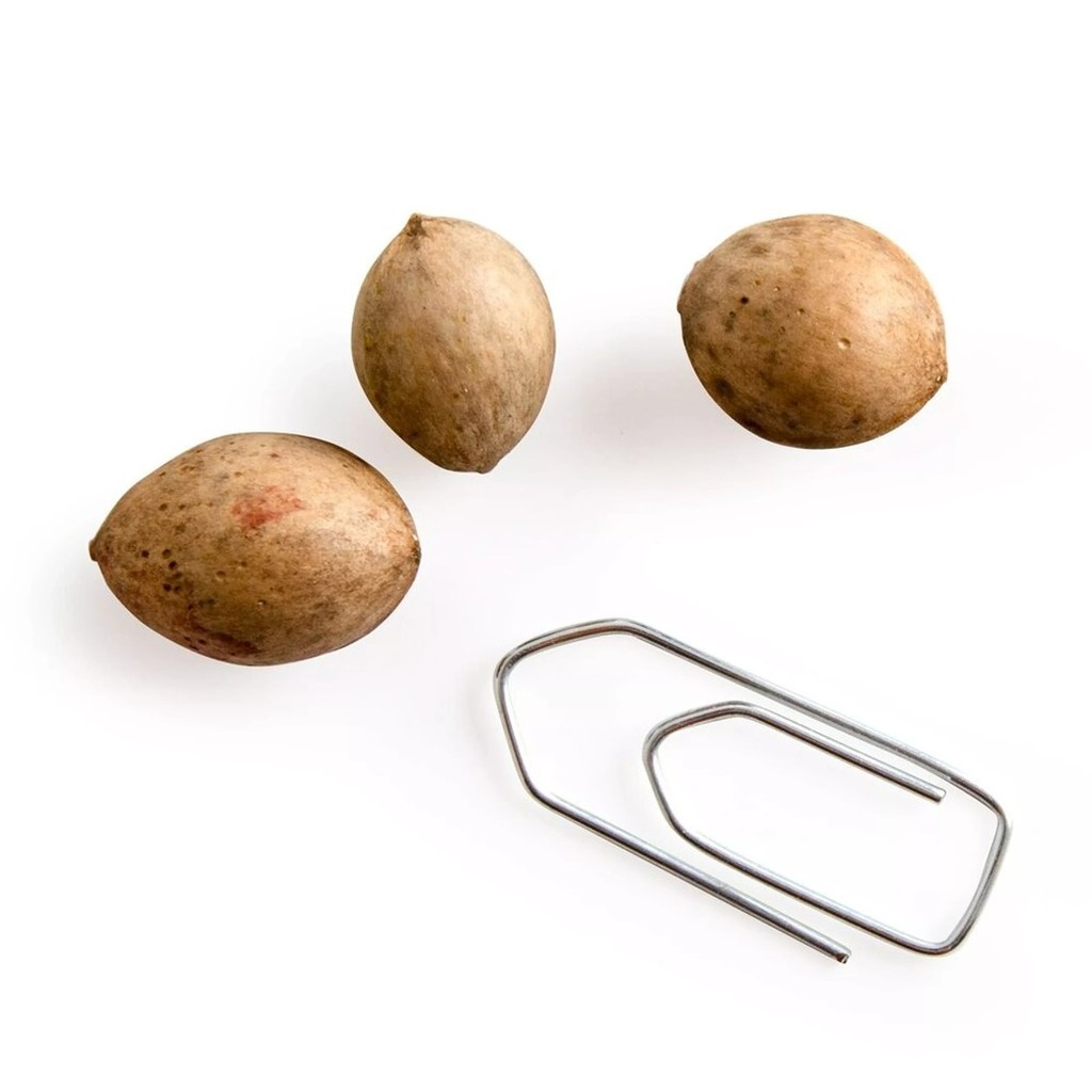 Semi di Gingko Biloba