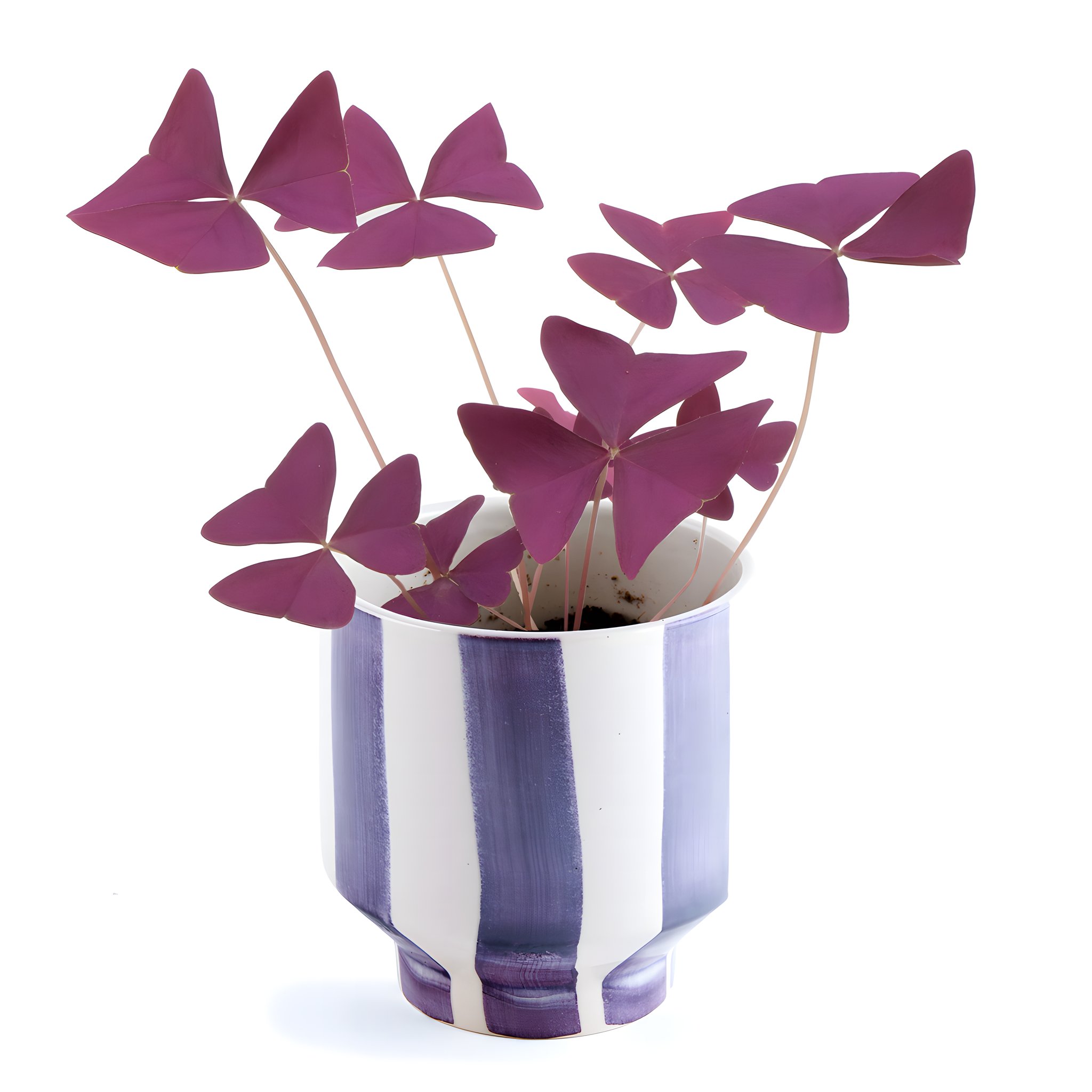 Trèfle pourpre poussé – Oxalis triangularis aux feuilles violettes