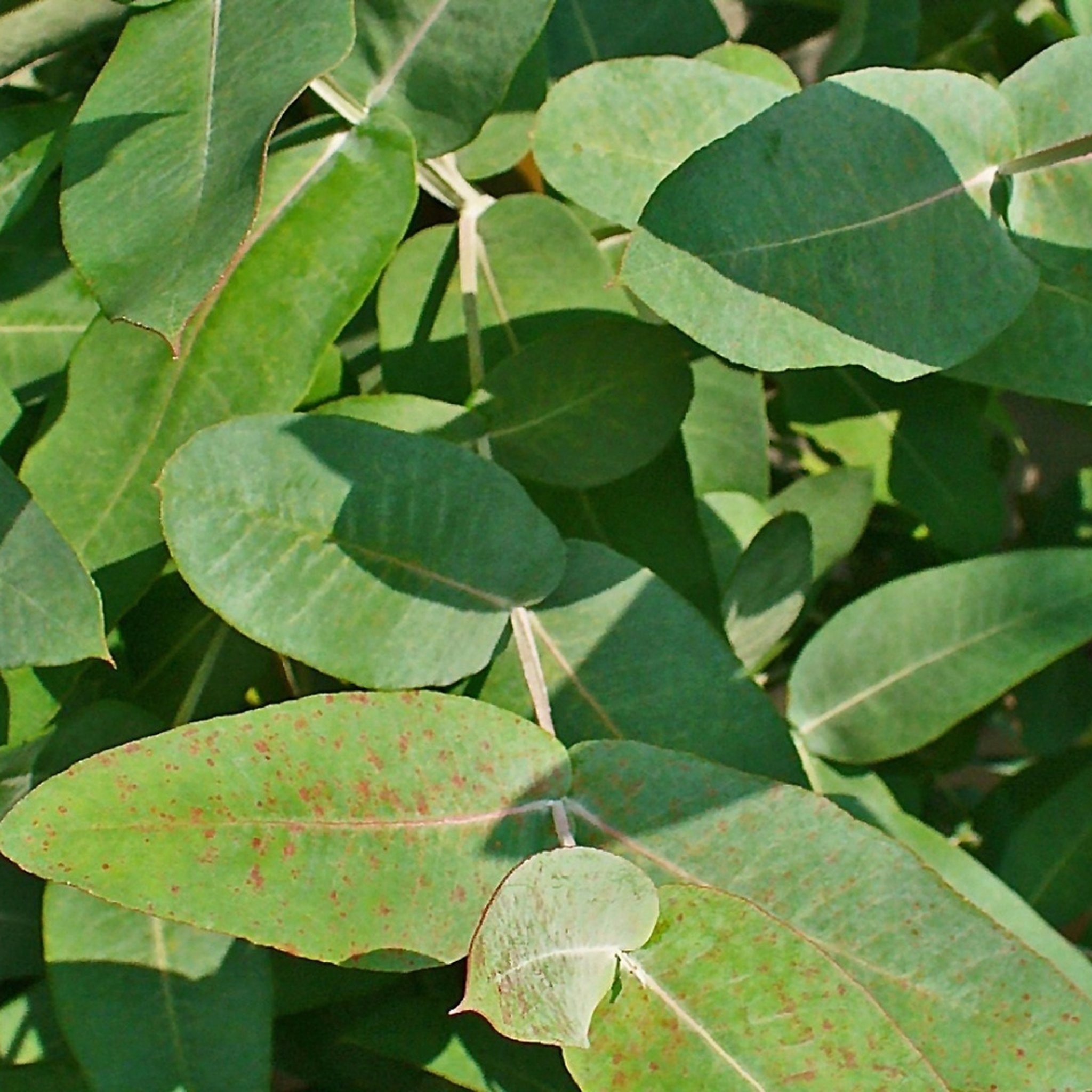 Blue Gum Eucalyptus Seeds