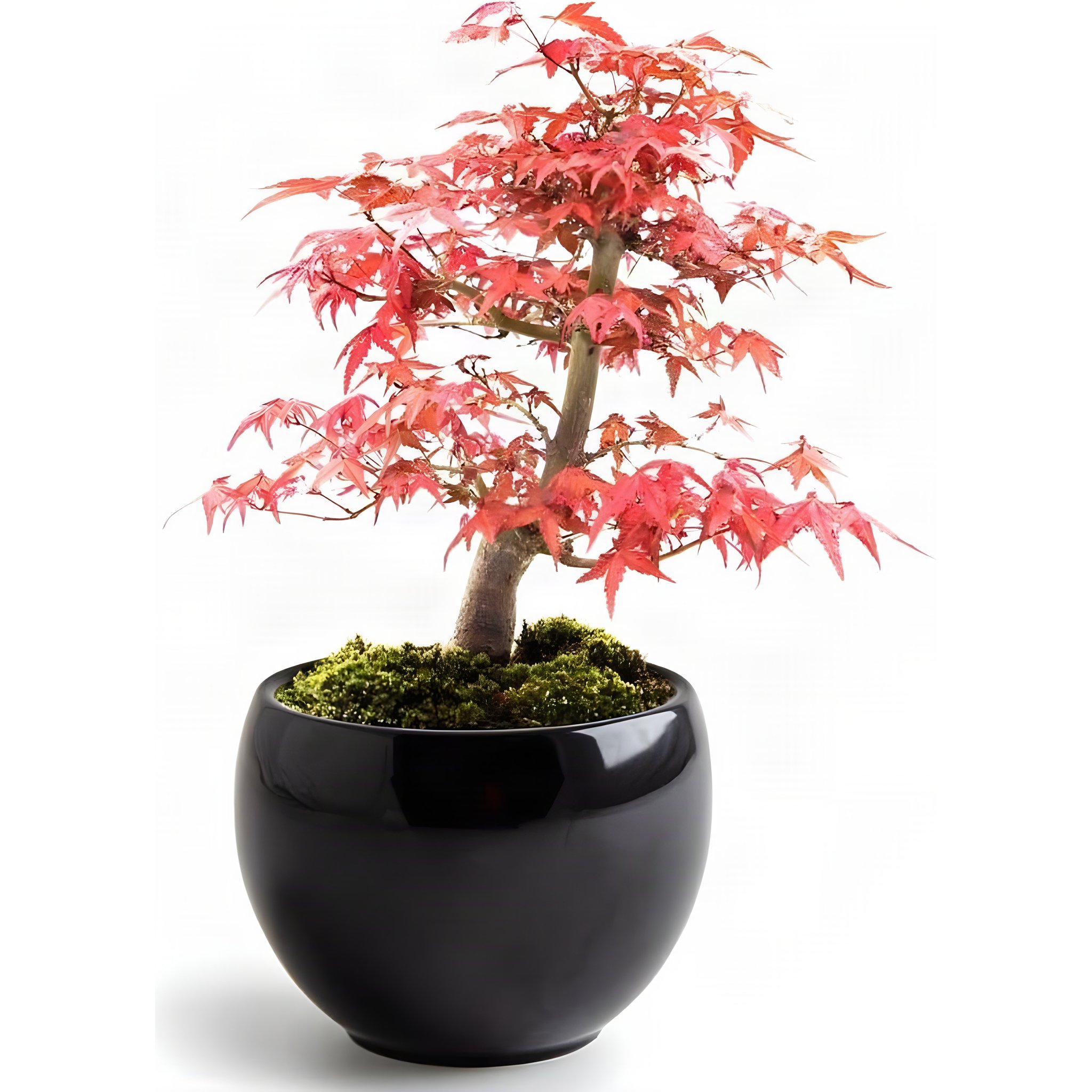 Kit Bonsai Erable rouge Acer palmatum érable japonais