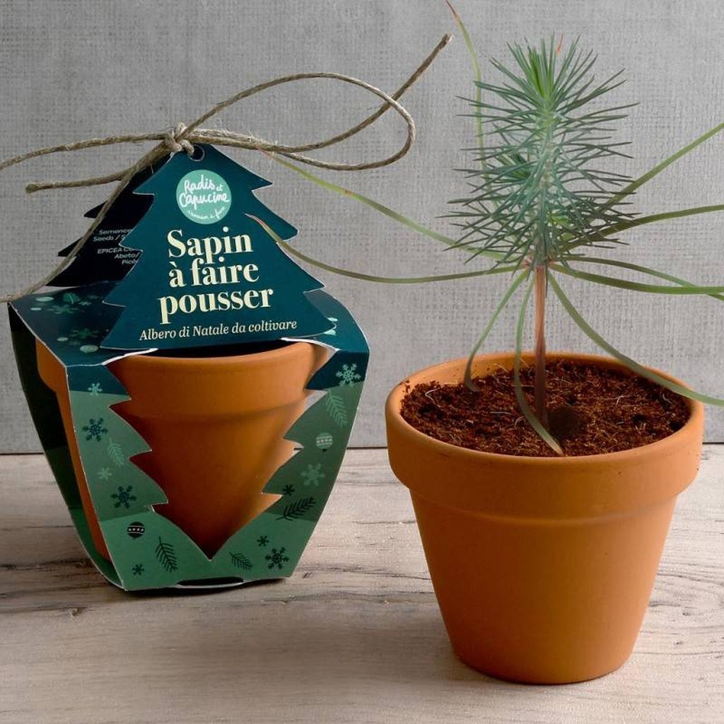 Christmas Tree Growing Kit