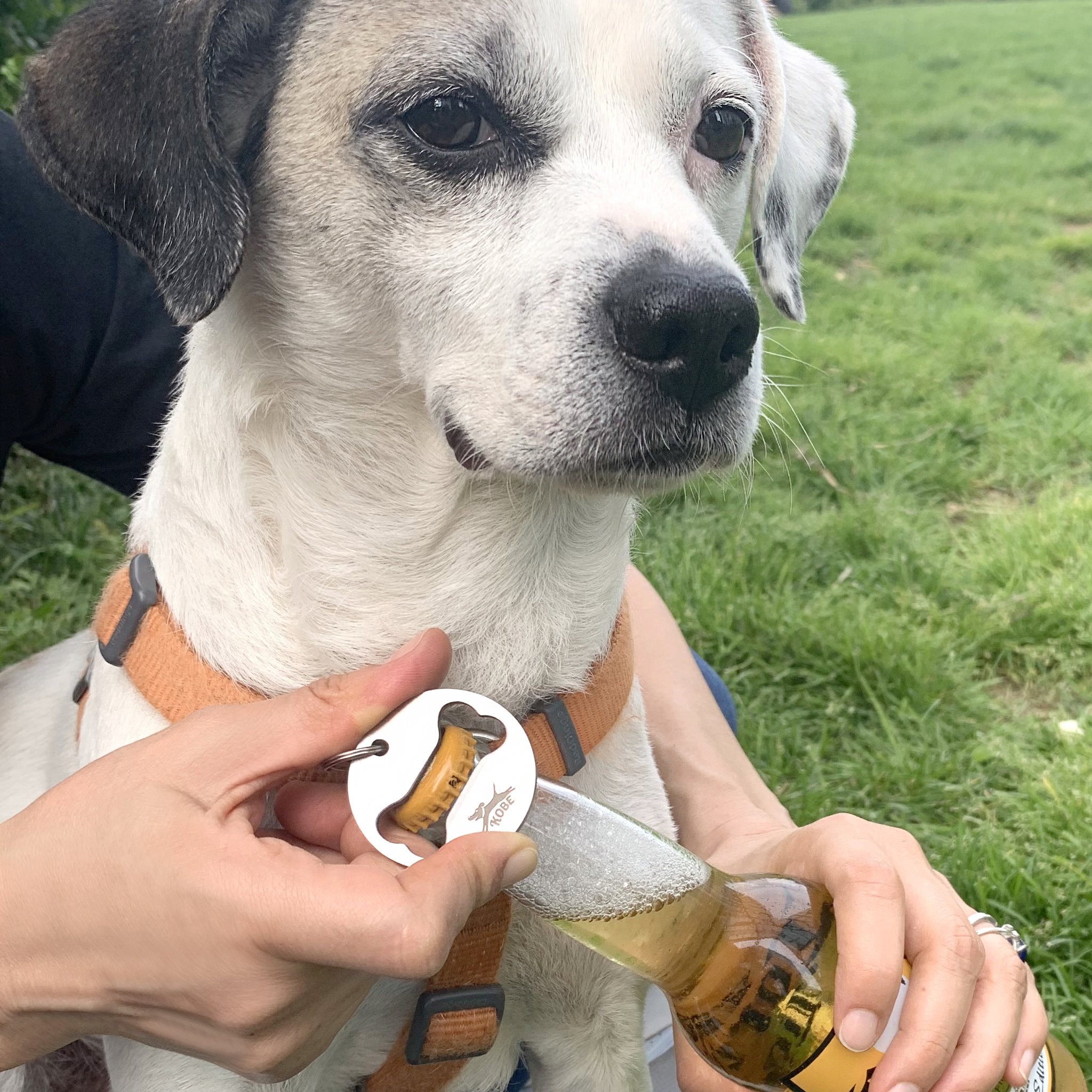 Ouvre-bouteille au collier du chien ouvrant une bouteille, chien qui regarde