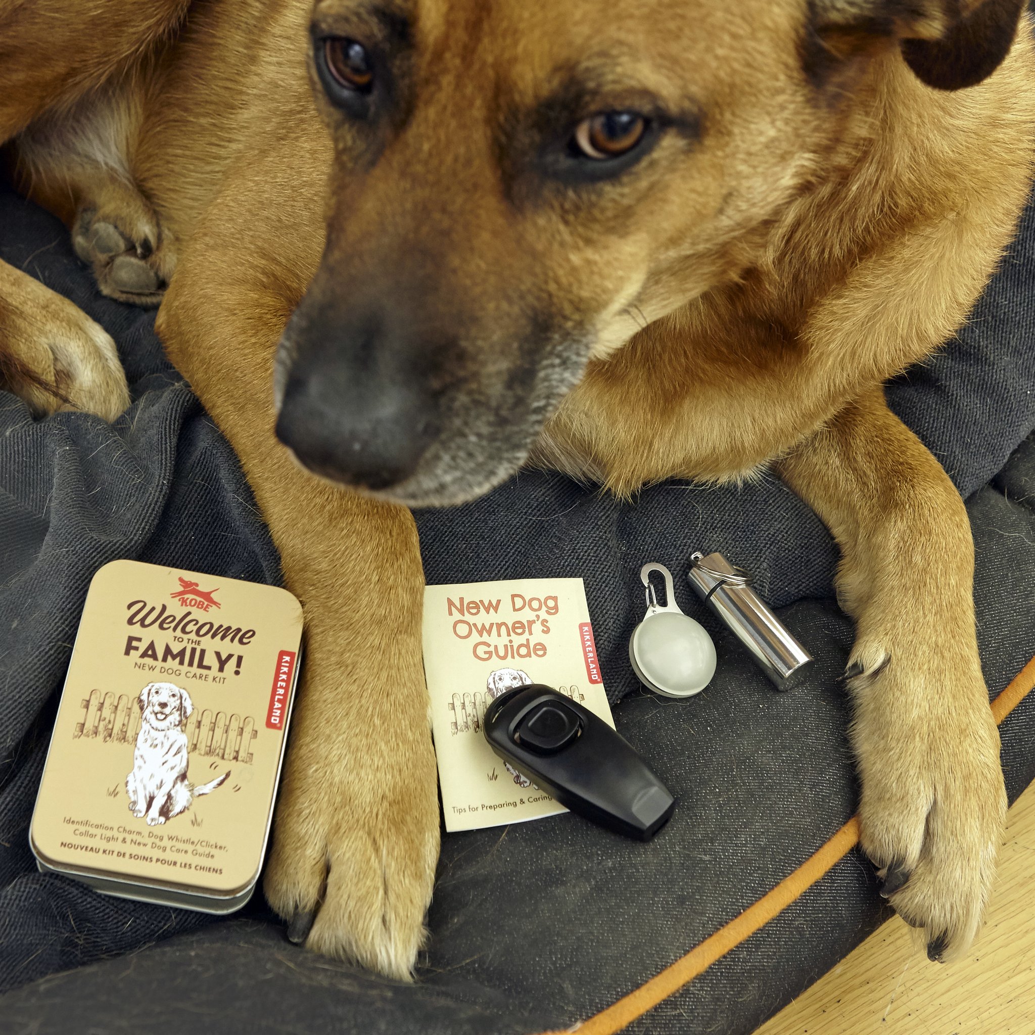 Geschenkset für Hunde: offene Dose mit Clicker-Pfeife, Leuchtanhänger und Marke