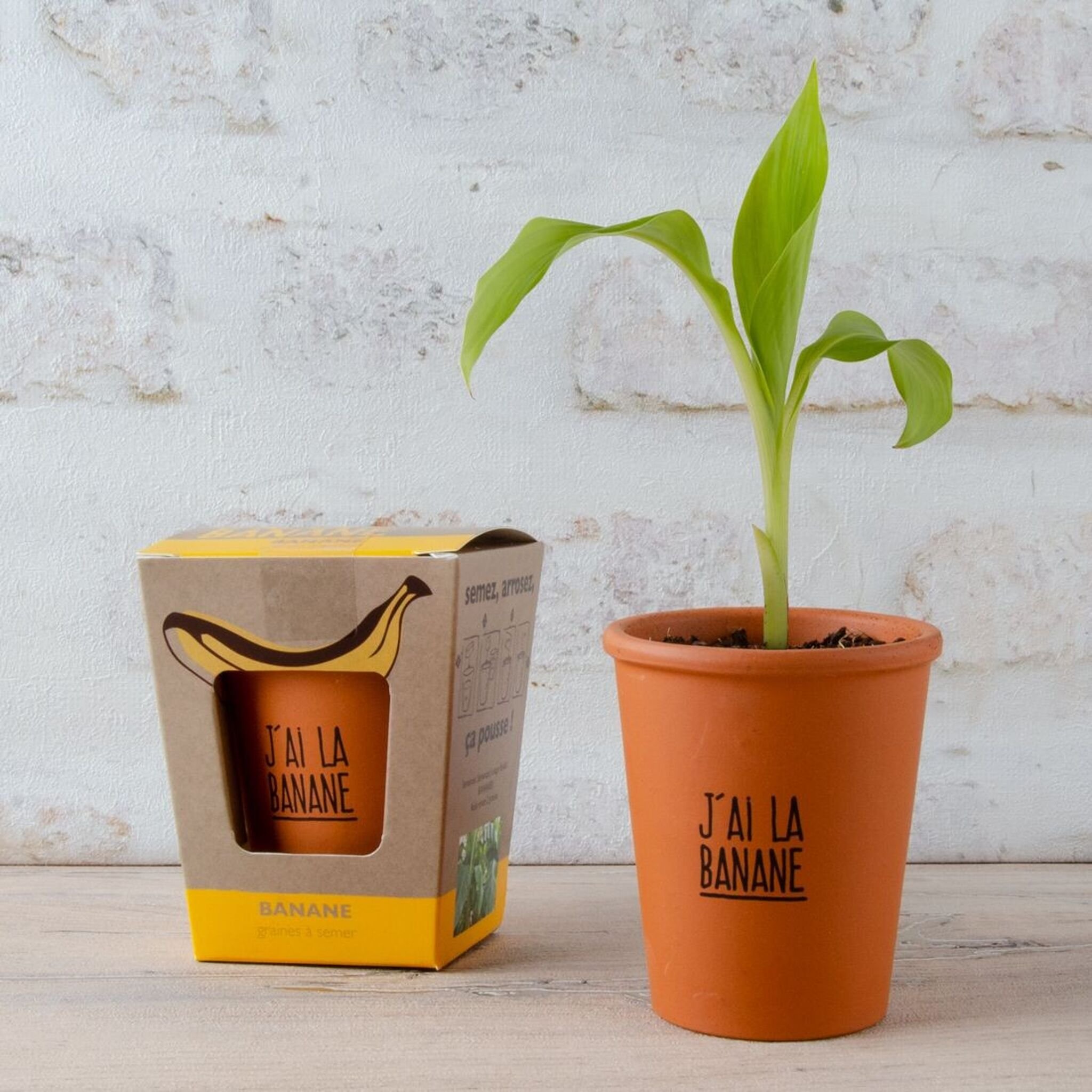 Banana Tree Growing Kit I am happy