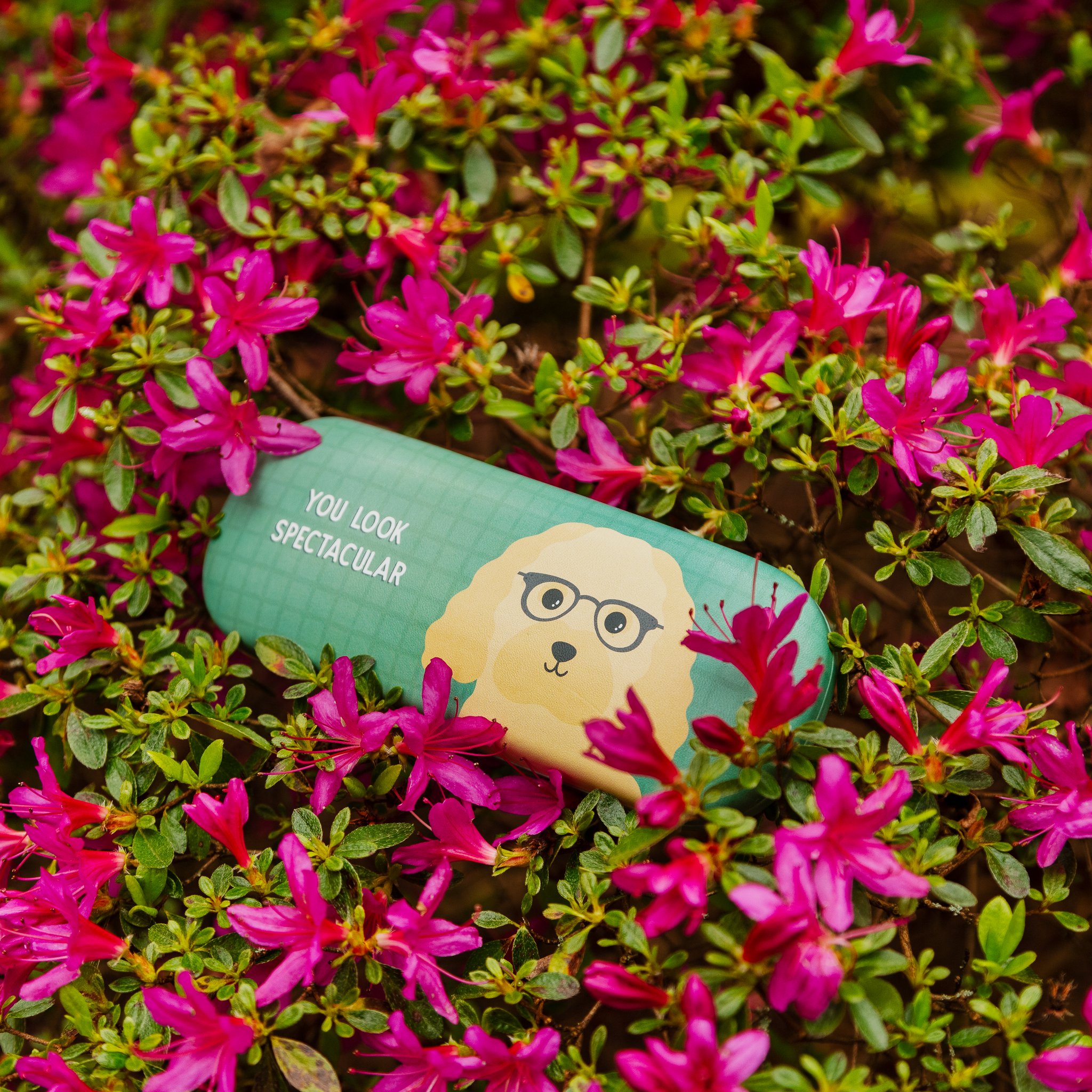 Cockapoo glasses case You Look Spectacular by Sass & Belle among pink blossoms