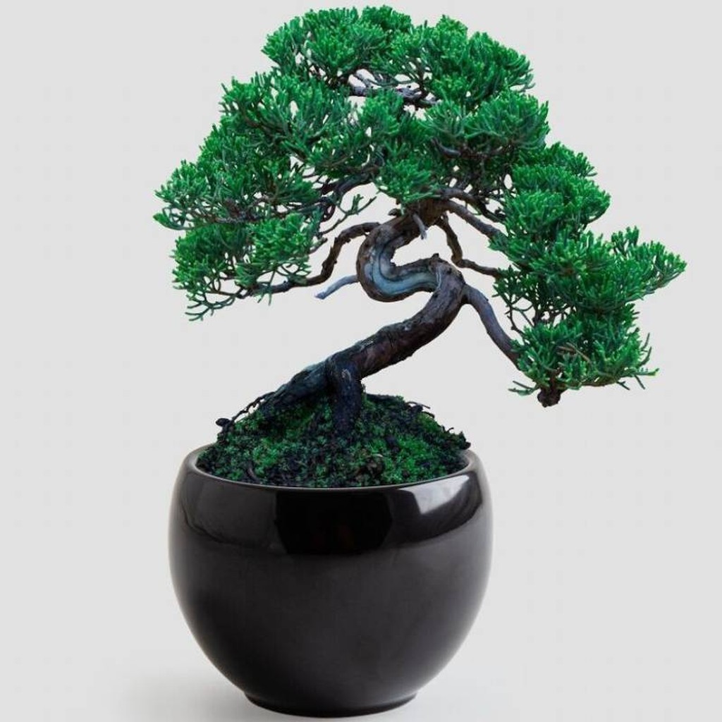 Bonsai-Set Schirmkiefer