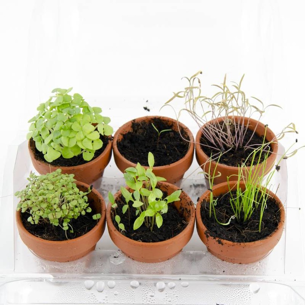 Mini-Kräuter-Gewächshaus