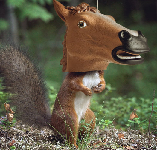 Mangiatoia per Scoiattoli - Testa di Cavallo