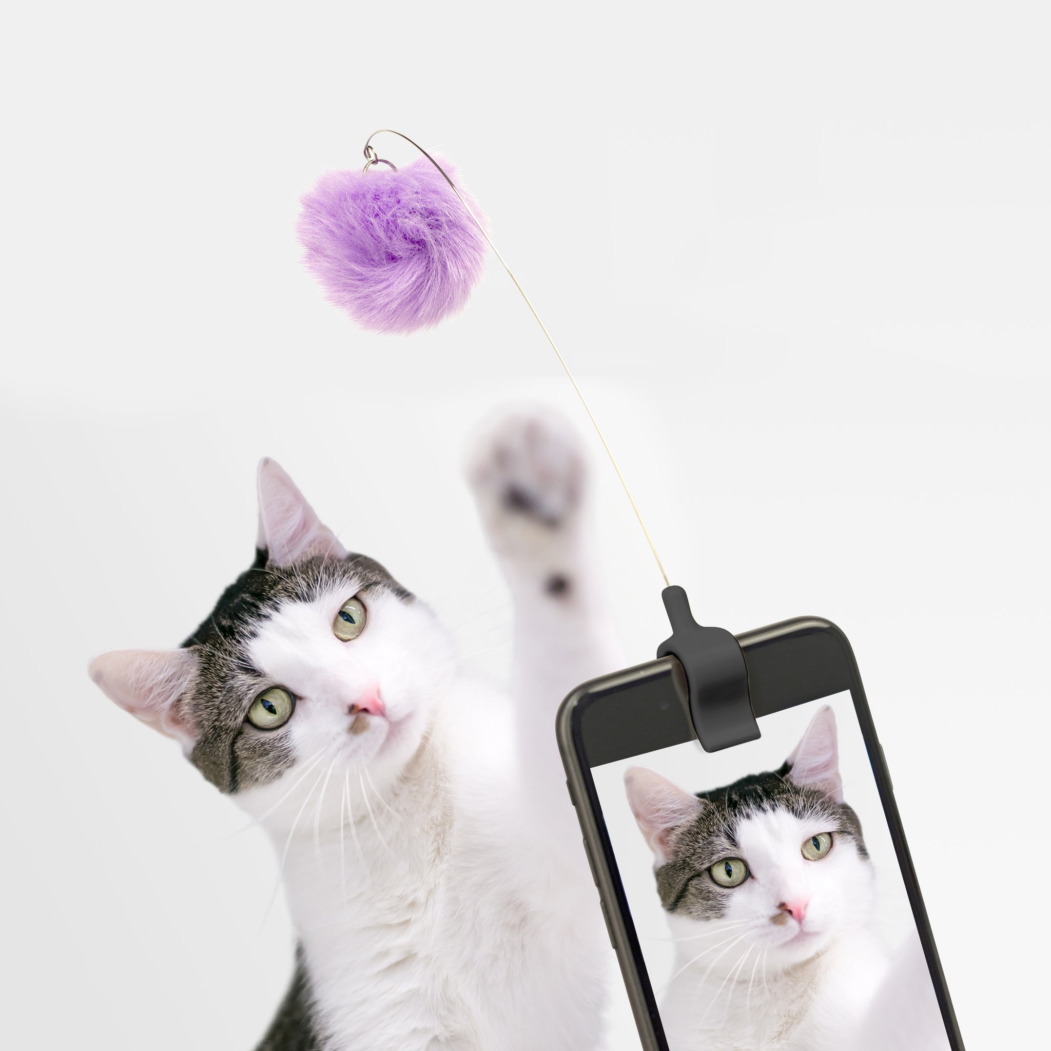 Gatto che guarda il pompon del gadget foto per gatti sullo smartphone