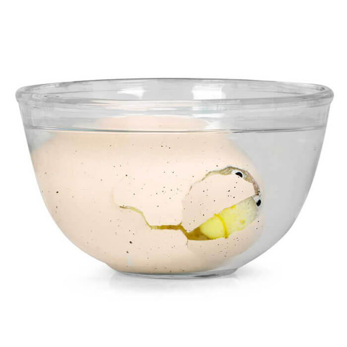 Uovo di Dinosauro Magico