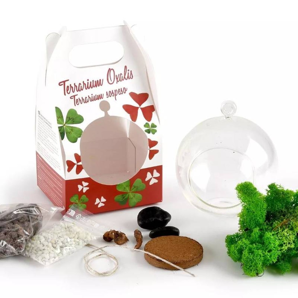 Hanging Lucky Charm Terrarium with Four-Leaf Clover