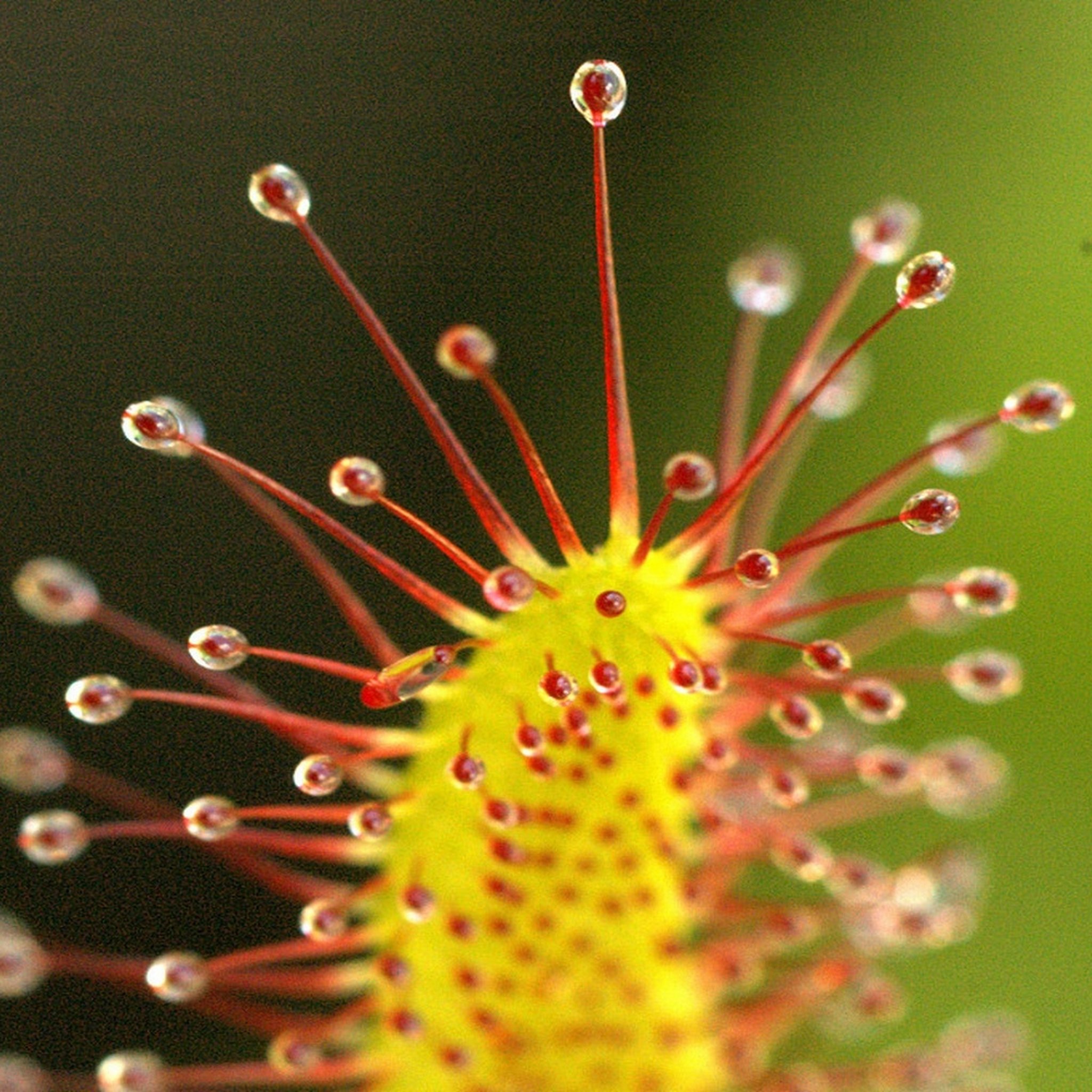 Cape Sundew Seeds