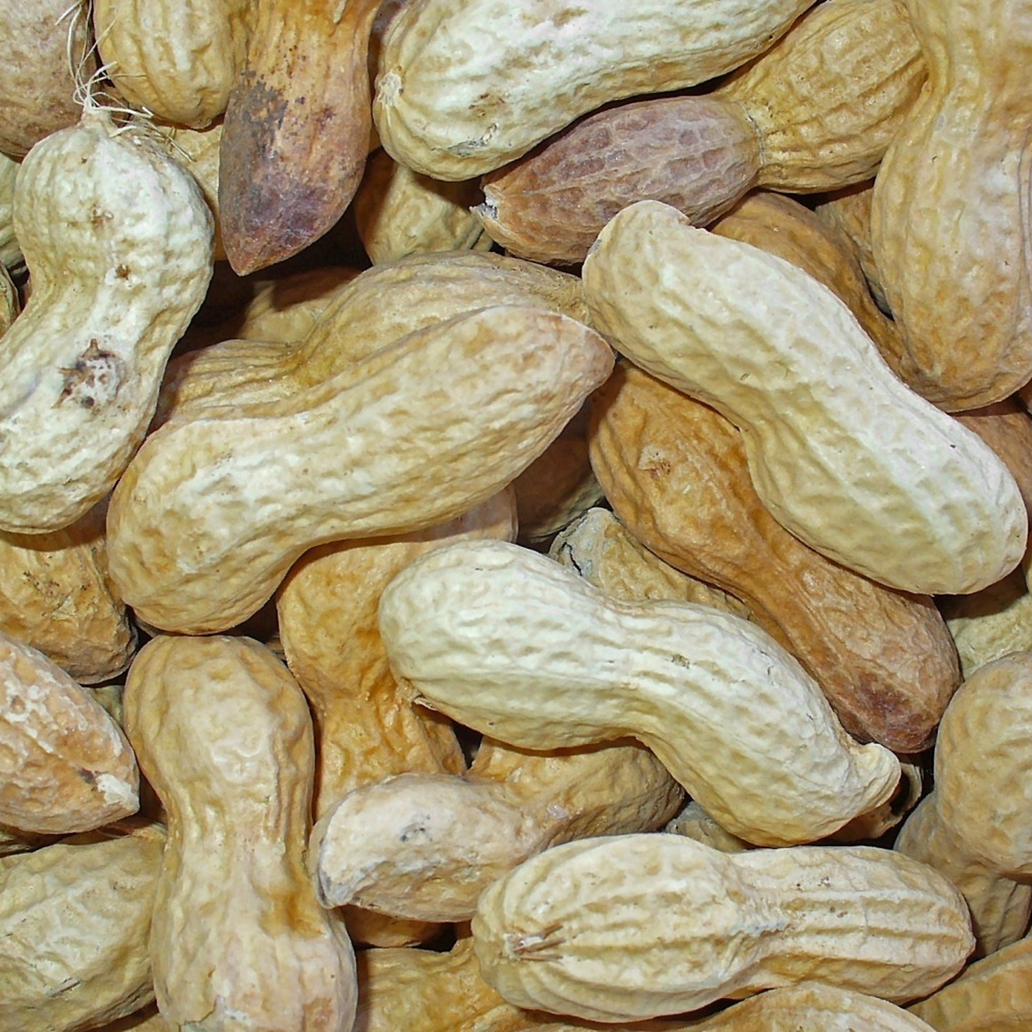 Peanut Seeds