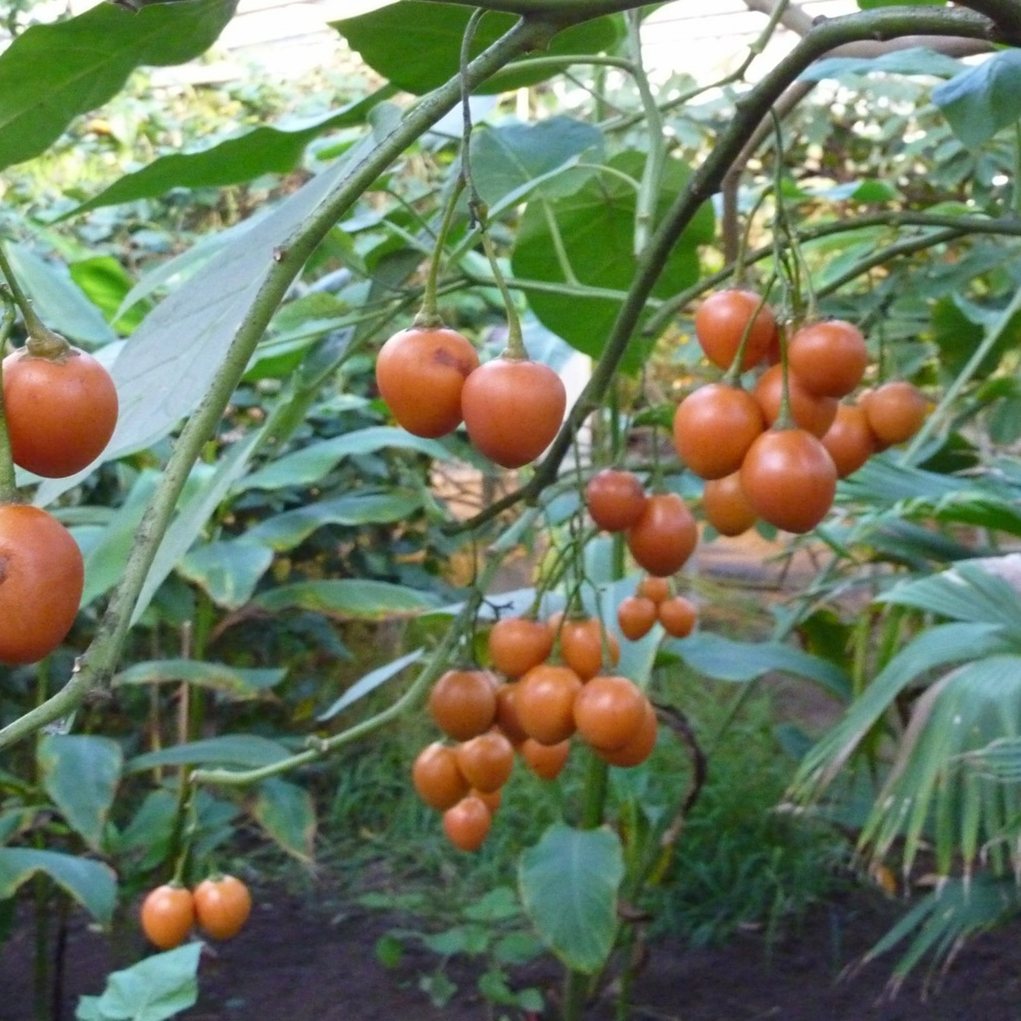 Tamarillo Seeds — Tree Tomato