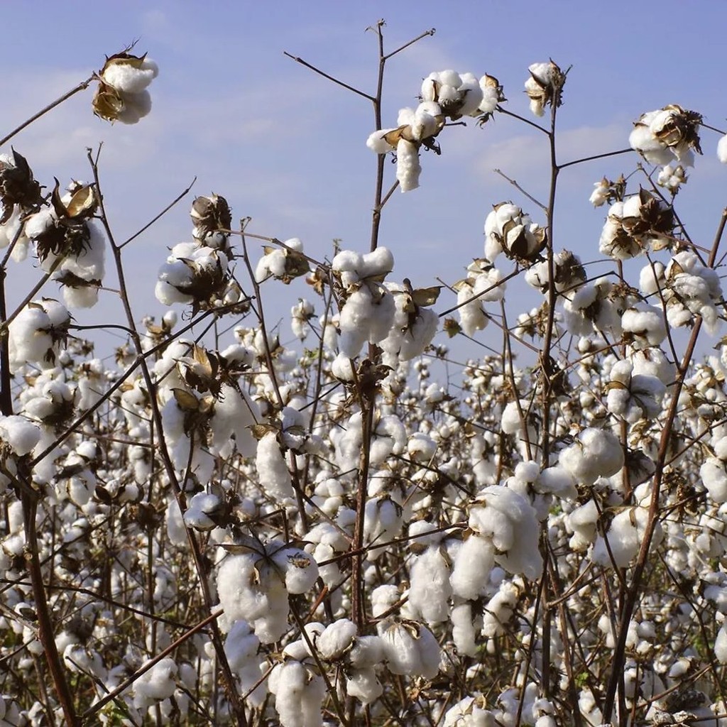 Louisiana Baumwoll-Samen