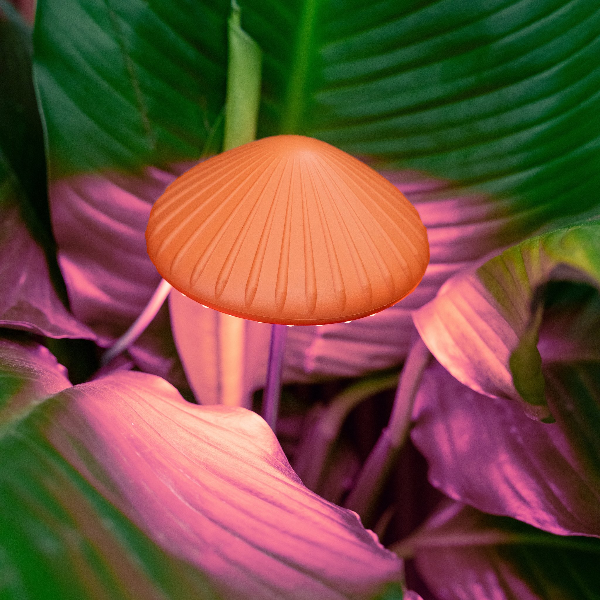 Lampe de croissance champignon éclairant en violet des feuilles vertes