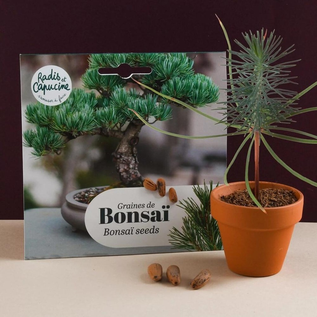 Bonsai-Pinie-Samen_01