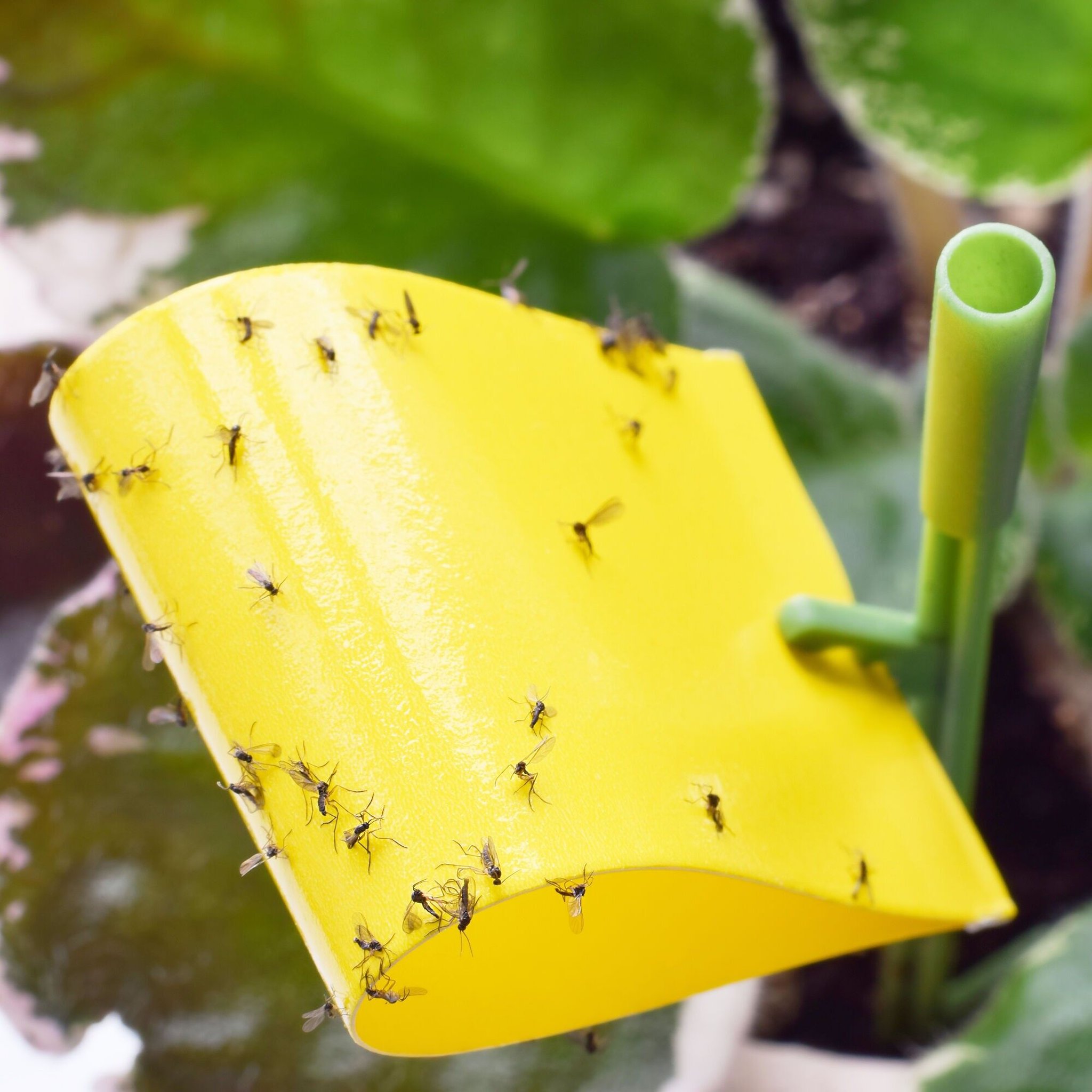 Sticka Bug Klebefalle Anwendung im Vorratsraum