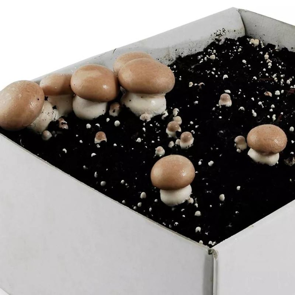 Kit di Coltivazione dei Funghi