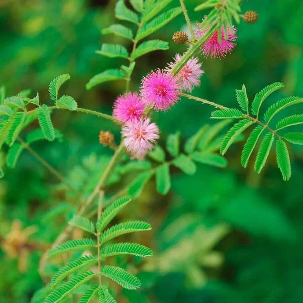 Kit di semi di mimosa