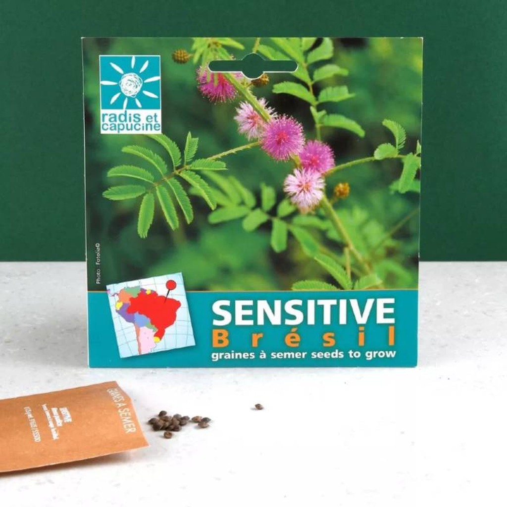 Exotischer Samenbeutel Mimosa Pudica