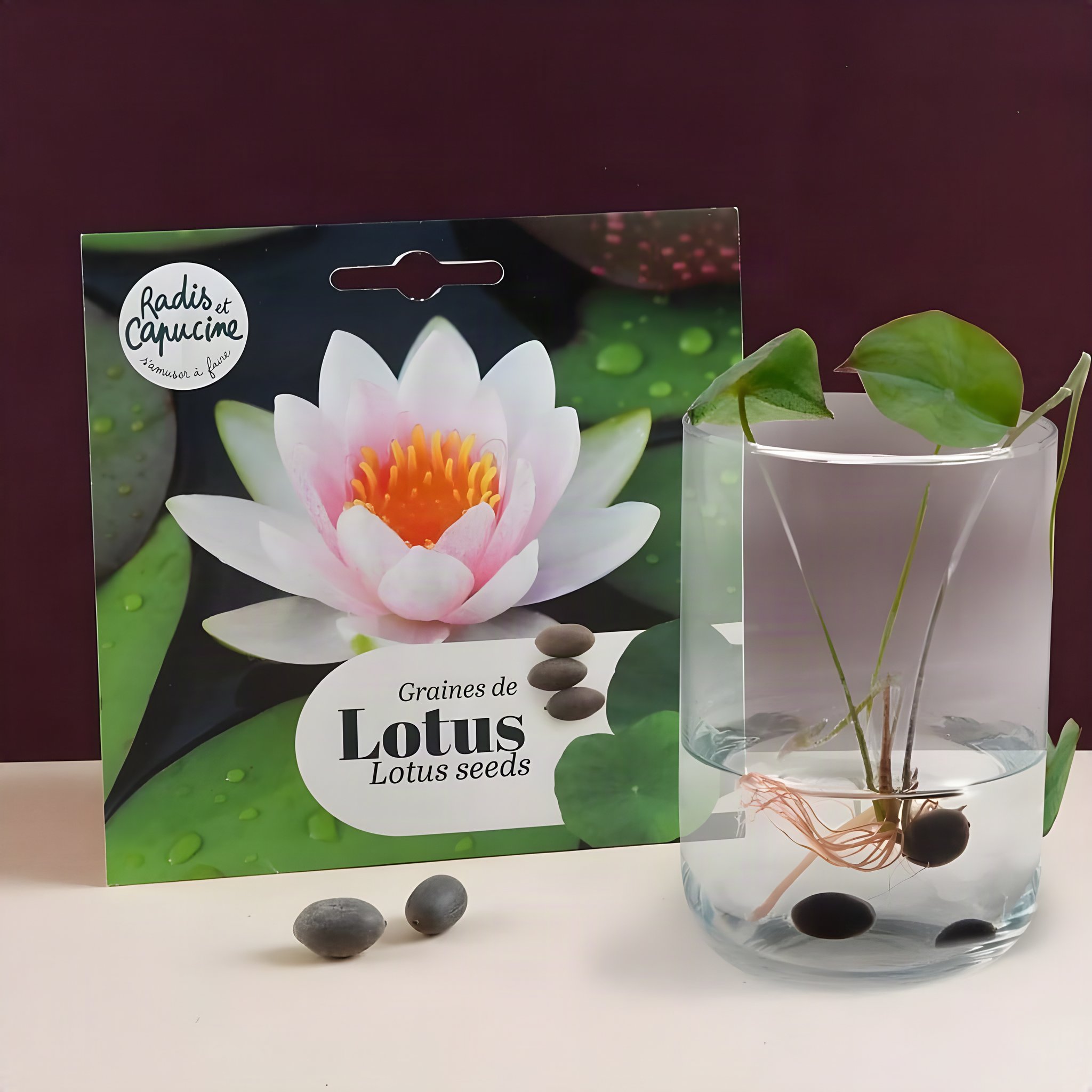 Graines de Lotus