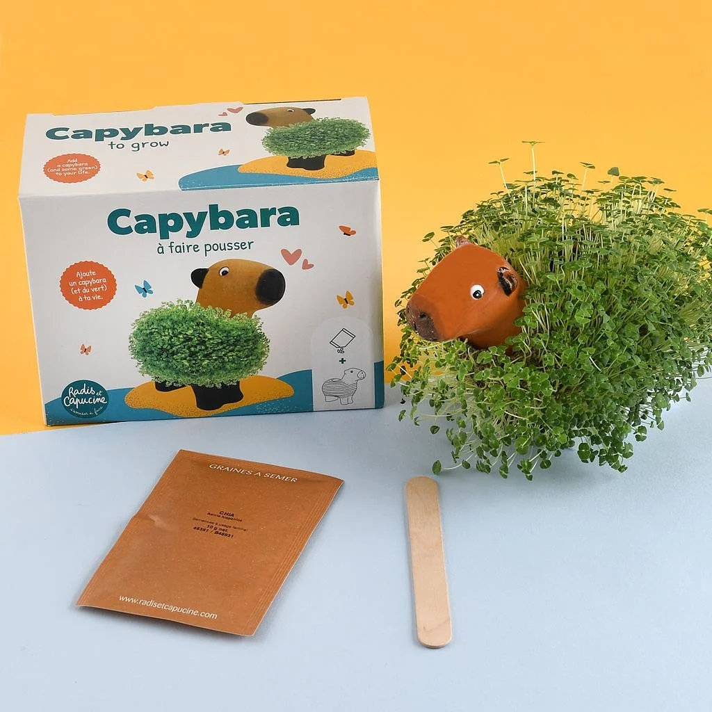 Capybara zum Samenzüchten Set mit Box, Samenbeutel und Holzstab