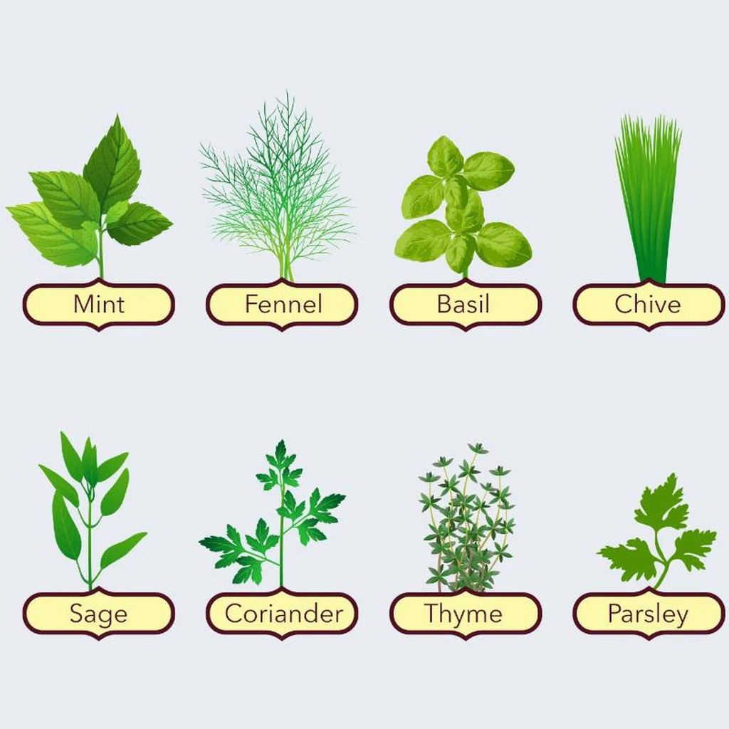 Kit di 8 erbe