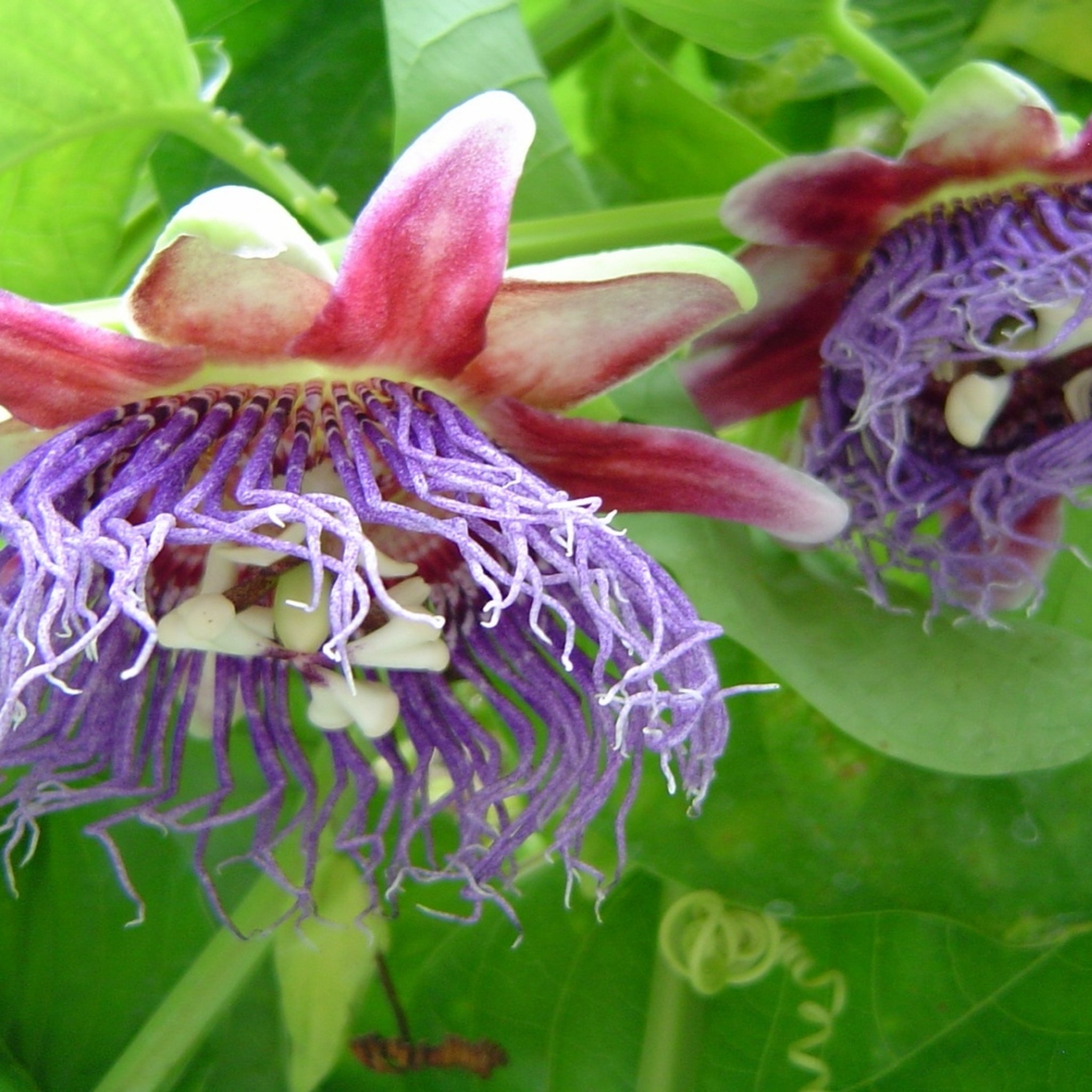 Giant Granadilla Seeds