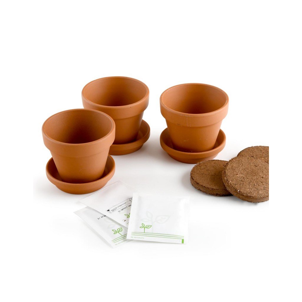 Kletterpflanzen Anzuchtset Trio