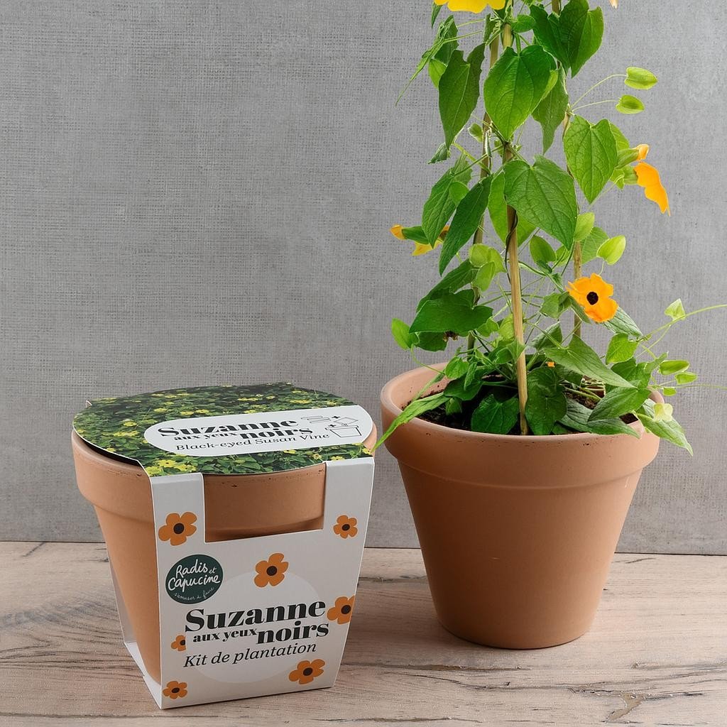 Pflanzset Schwarzäugige Susanne