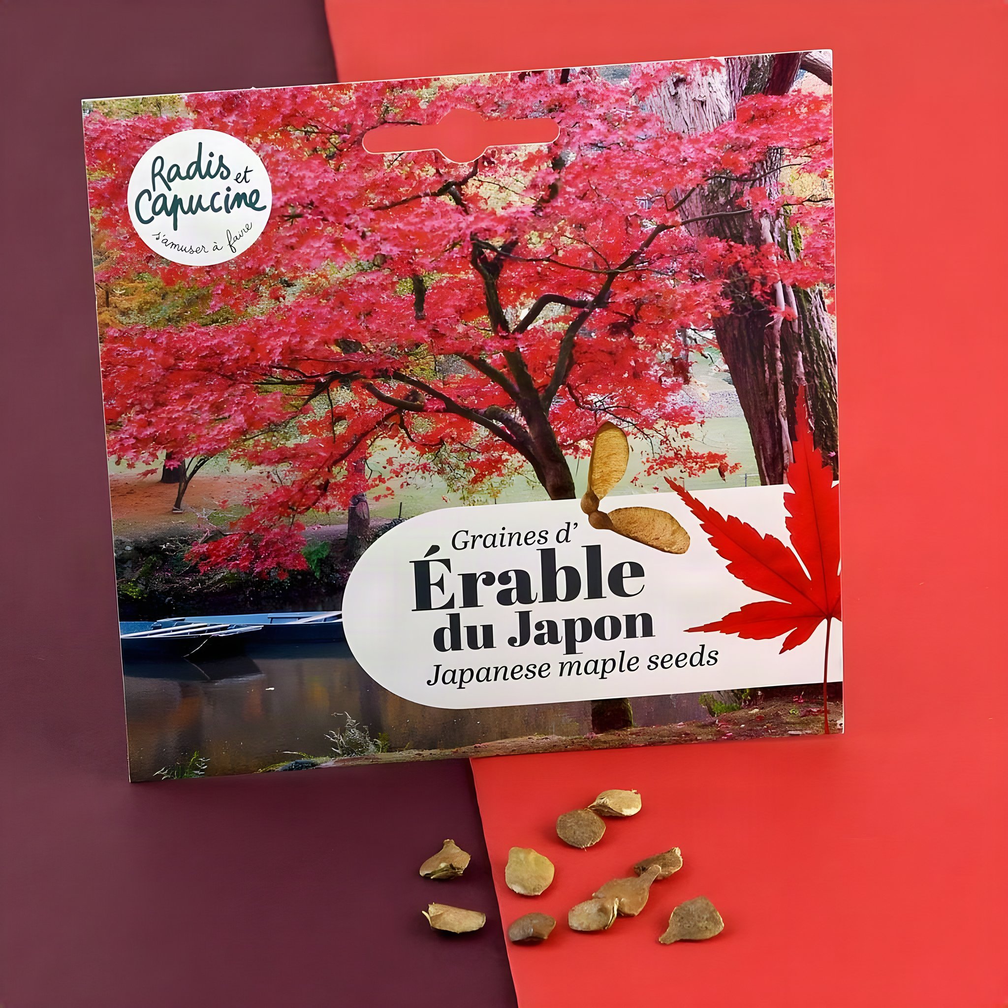Kit graines Érable rouge Acer palmatum érable japonais
