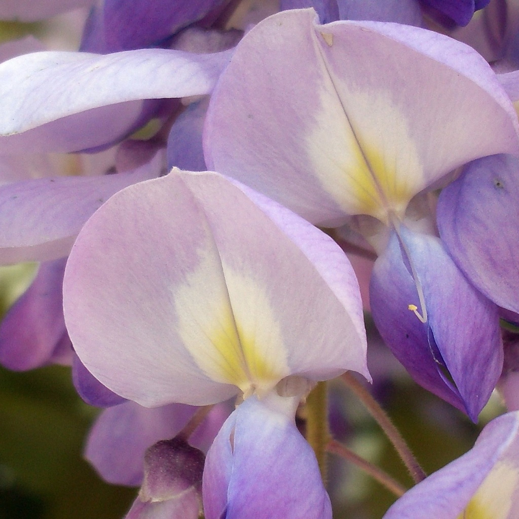 Chinese Wisteria Seeds