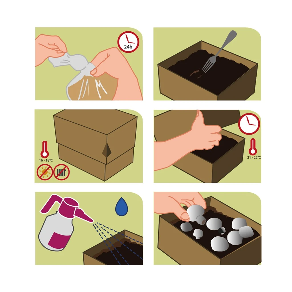 Bio-Set Löwenmähnenpilze XXL