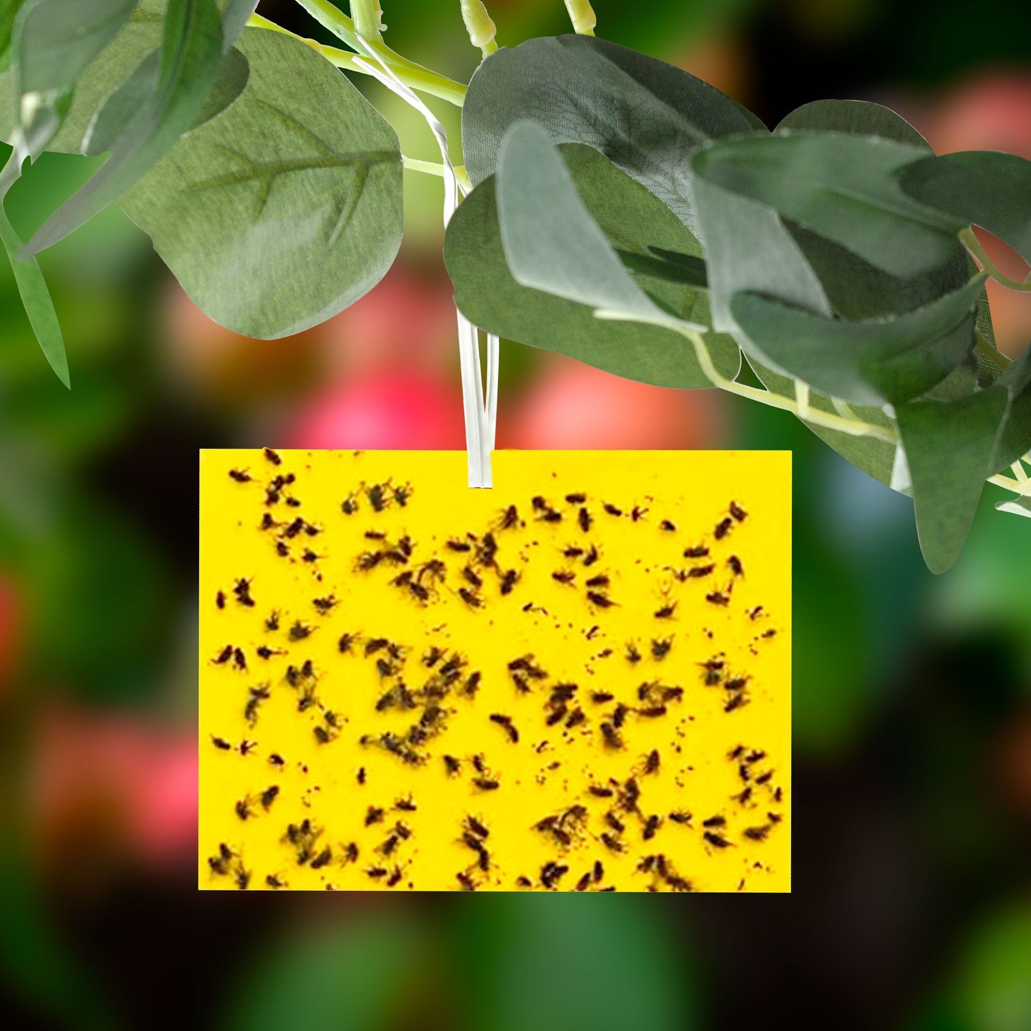 Sticka Bug Klebefalle gelb hängend an Pflanze mit gefangenen Fliegen