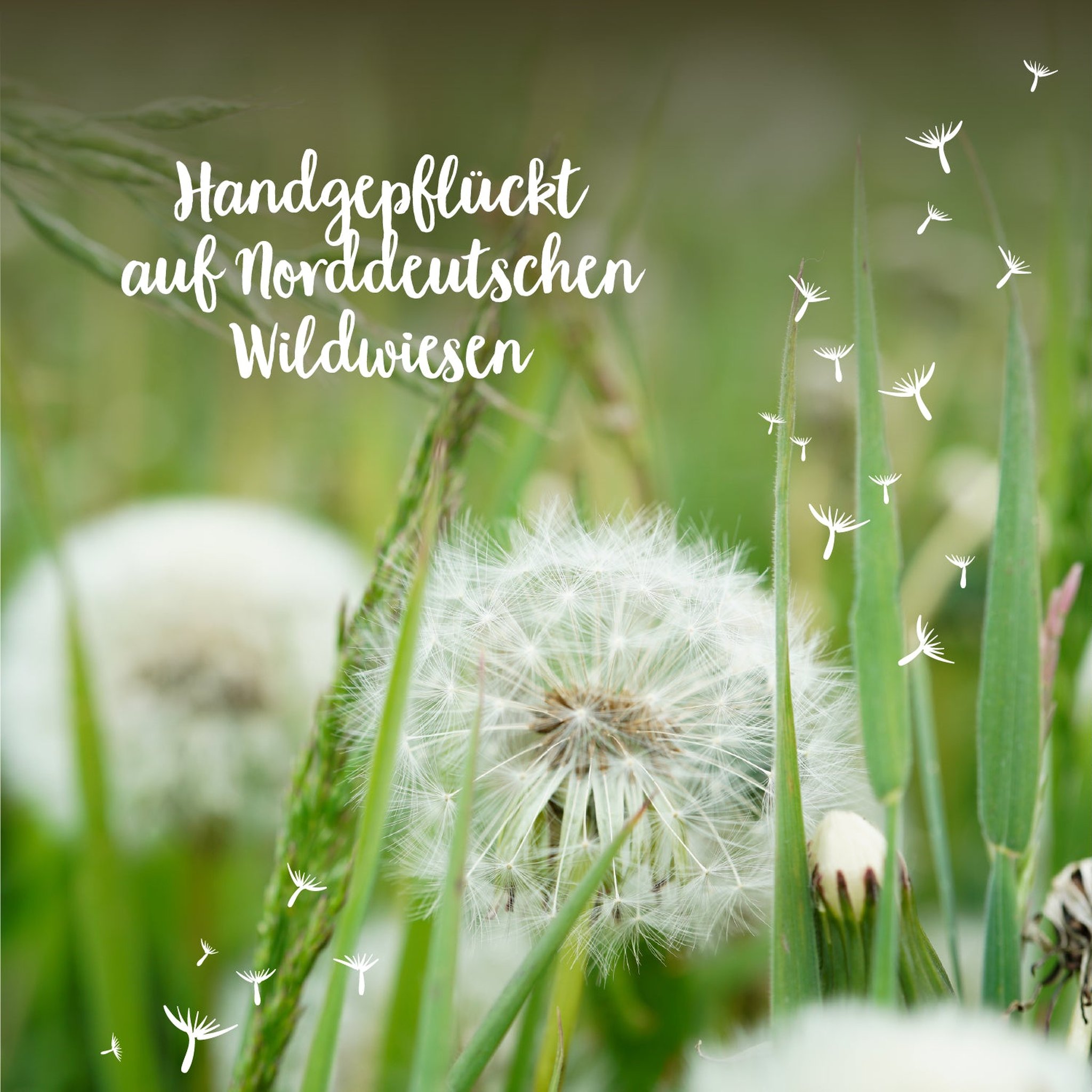 Pusteblumen auf einer Wildwiese in Norddeutschland, wo sie von Hand gepflückt werden