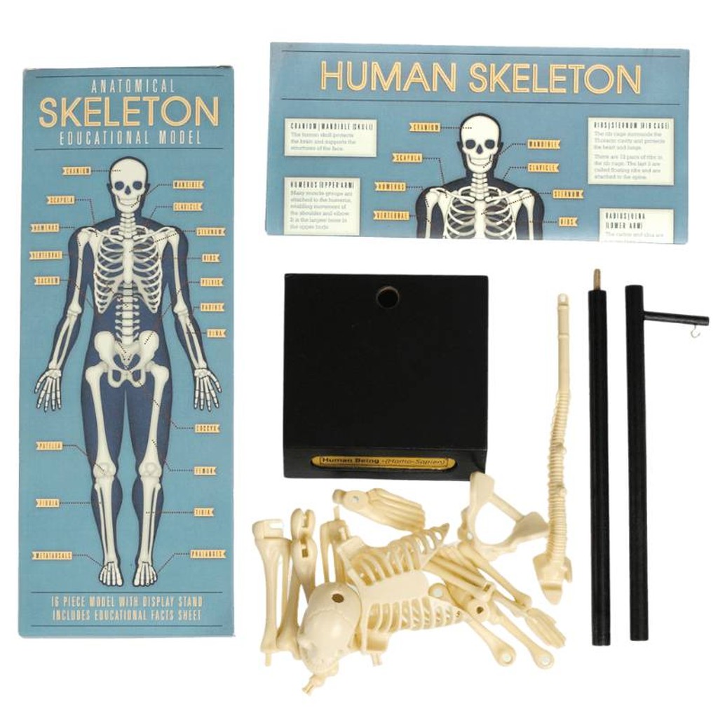 Anatomisches Skelettmodell