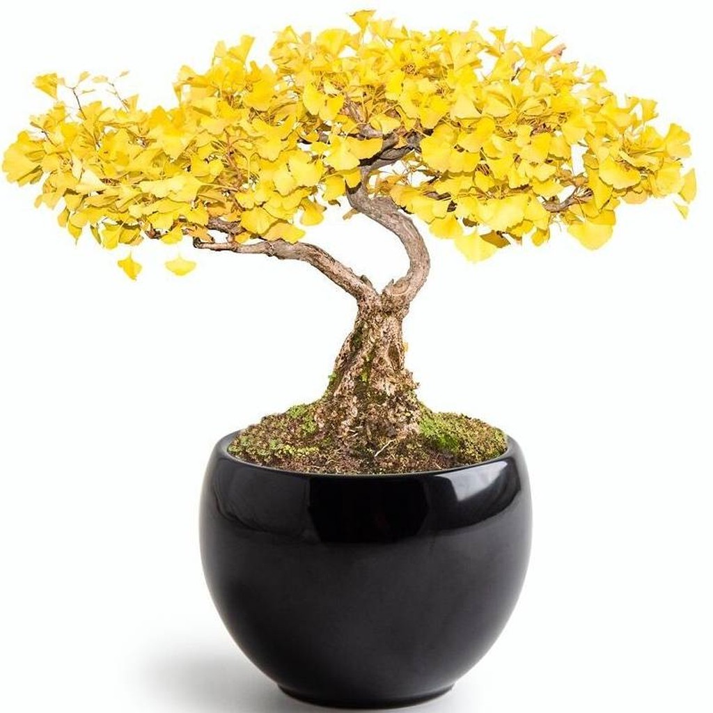 Bonsai Set Gingko