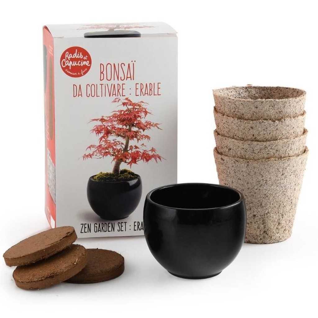 Bonsai Growing Kit Red Maple