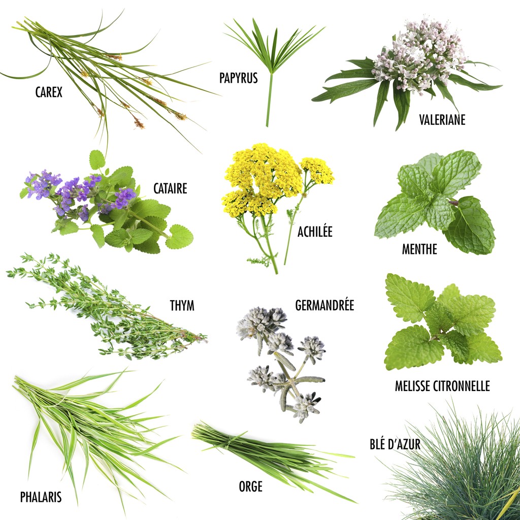 12 Pflanzen für meine Katze – Samen-Set