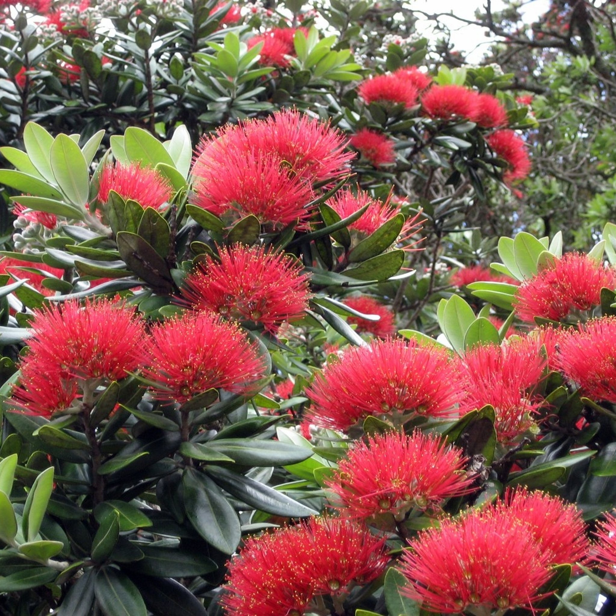 Neuseeländischer Weihnachtsbaum Samen