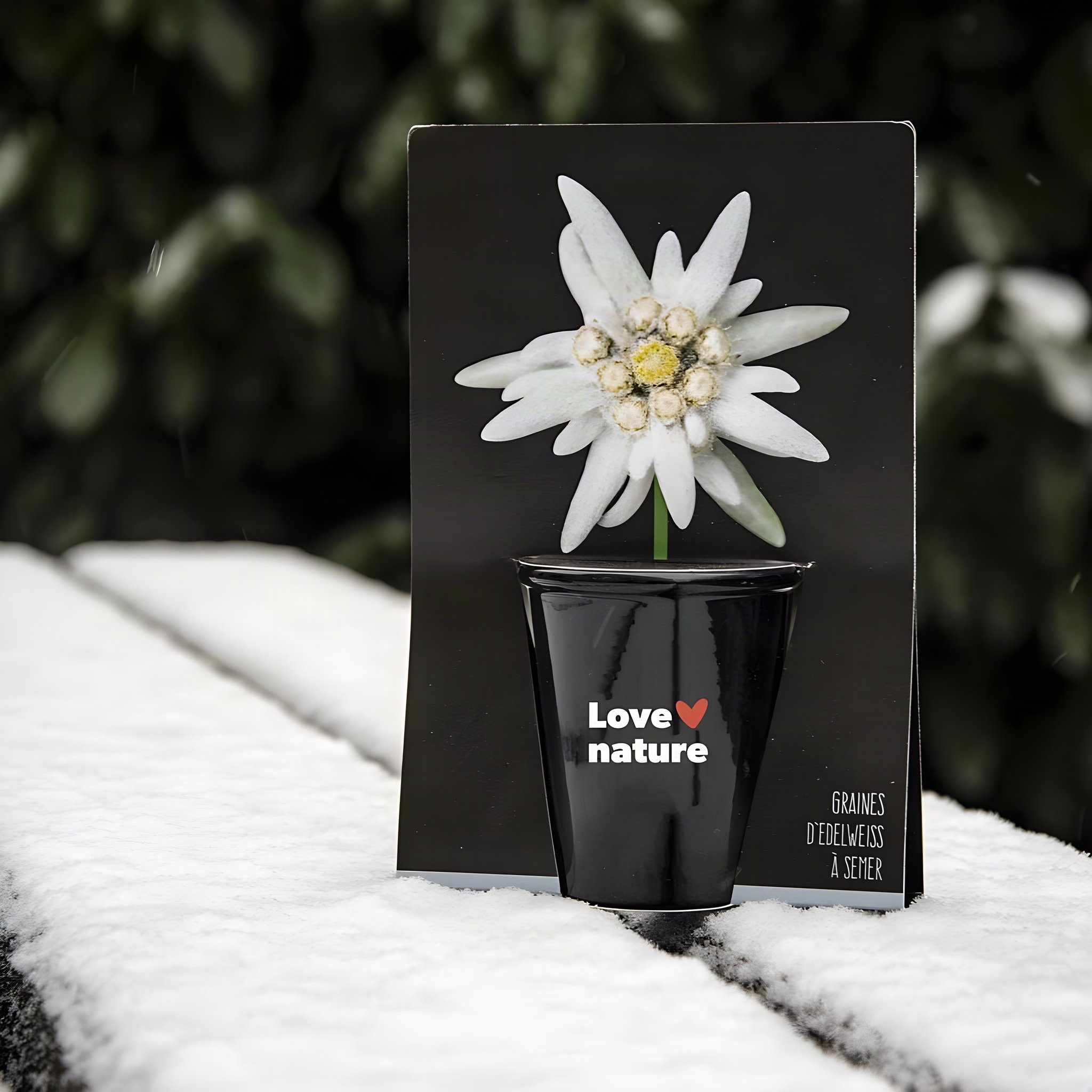 Edelweiss Pflanz-Set