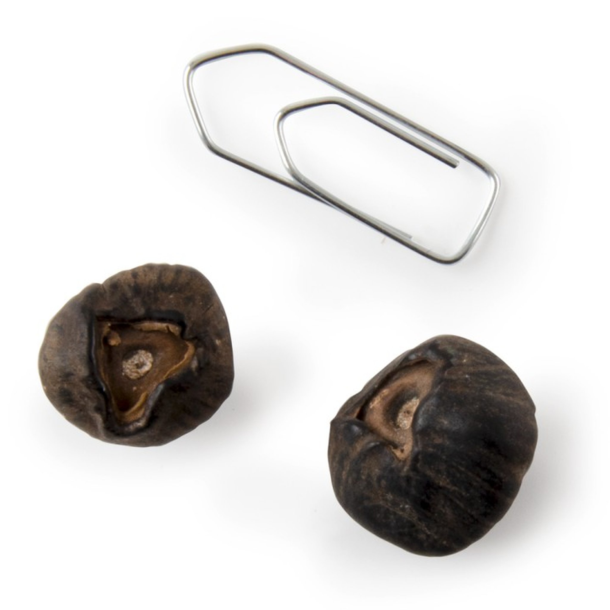 Banana seeds close-up with paperclip for scale