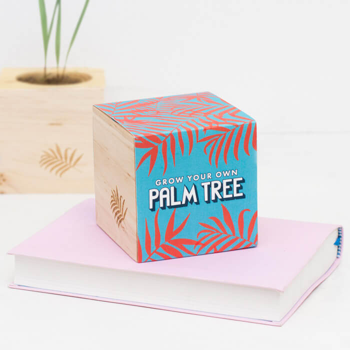 Kit de Culture Palmier